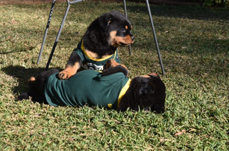 Why Breeding from Carrier Rottweilers Is Essential for Genetic Diversity