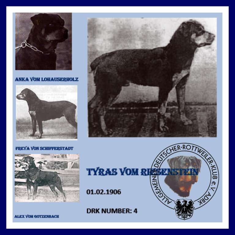 The History of the Rottweiler
