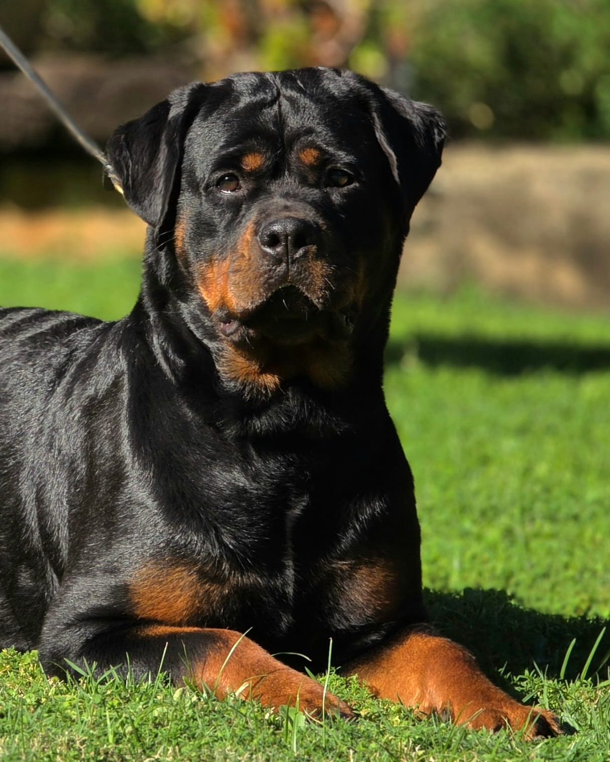 Craffenheim Astor – Craffenheim Rottweilers