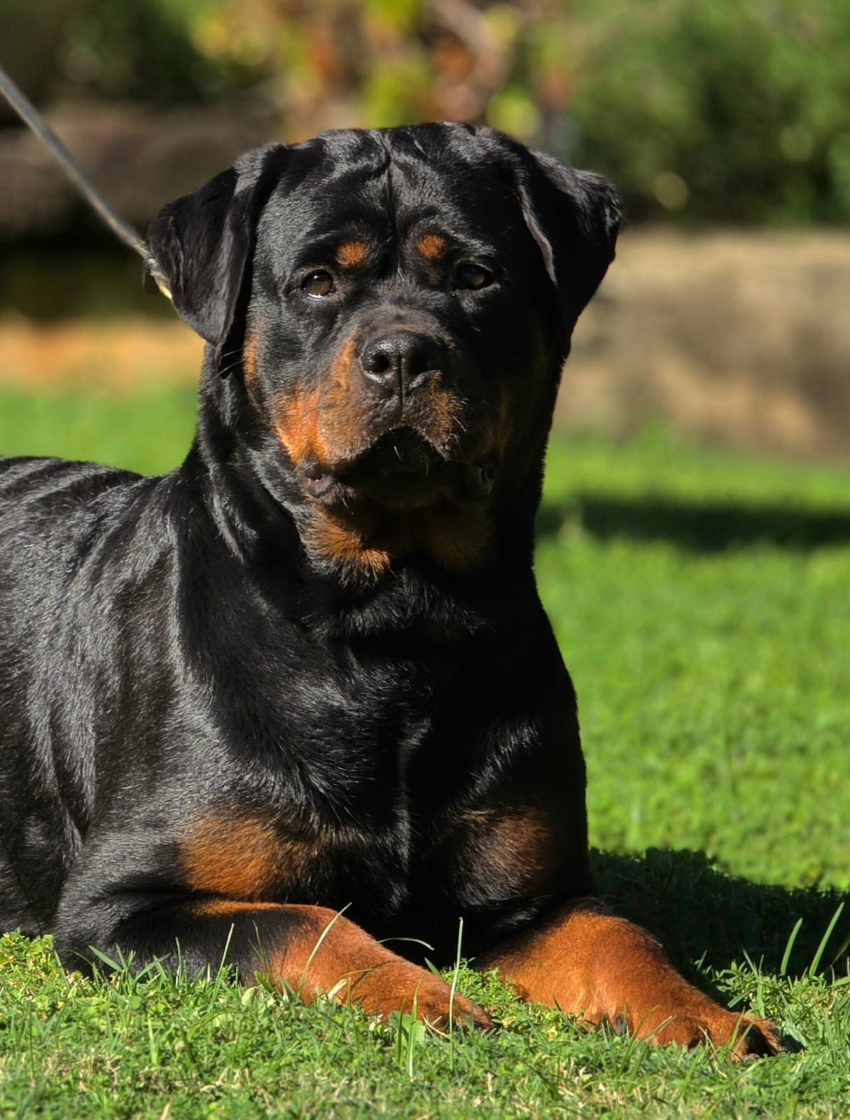 Craffenheim Astor – Craffenheim Rottweilers