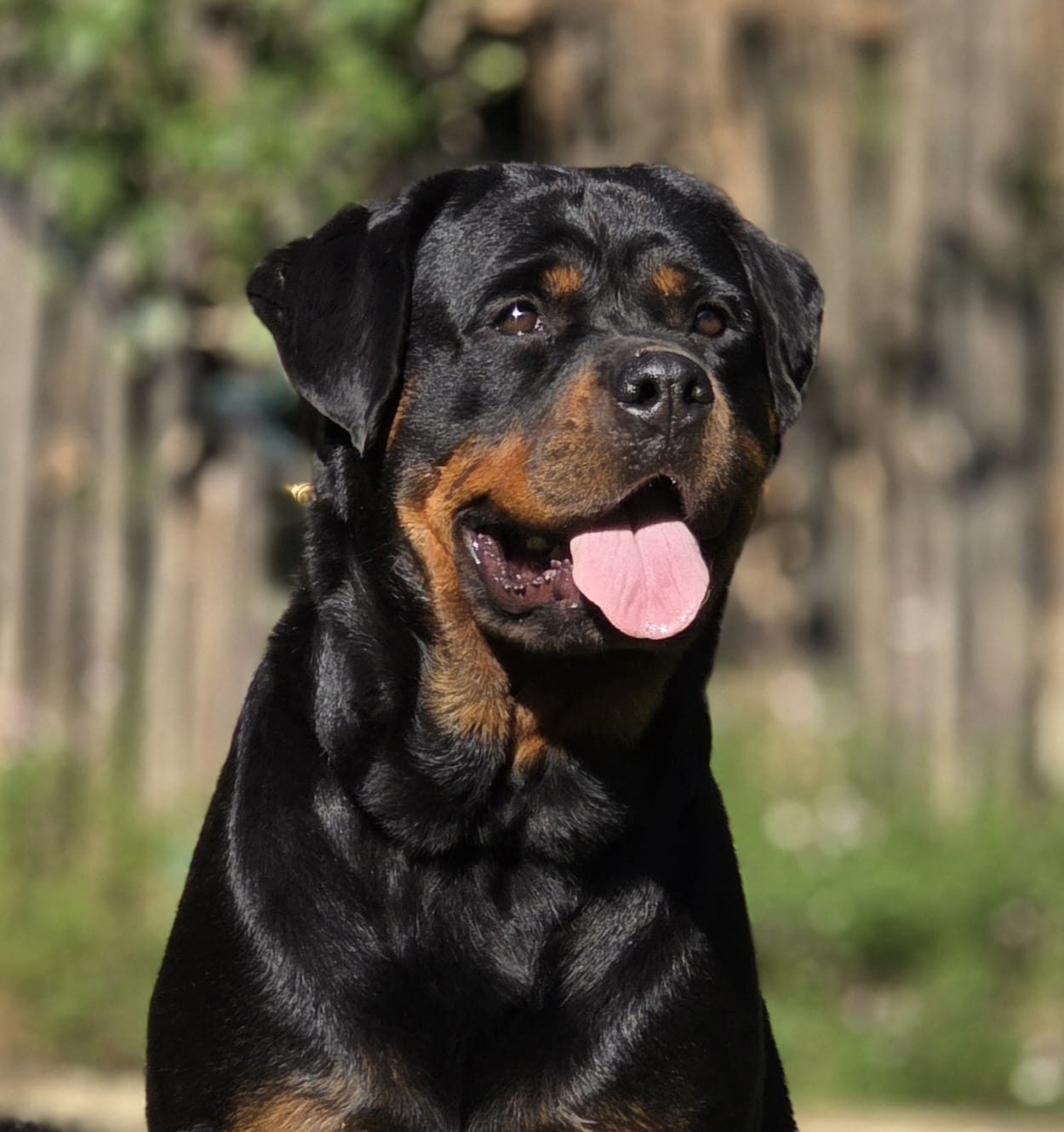Craffenheim Astor – Craffenheim Rottweilers