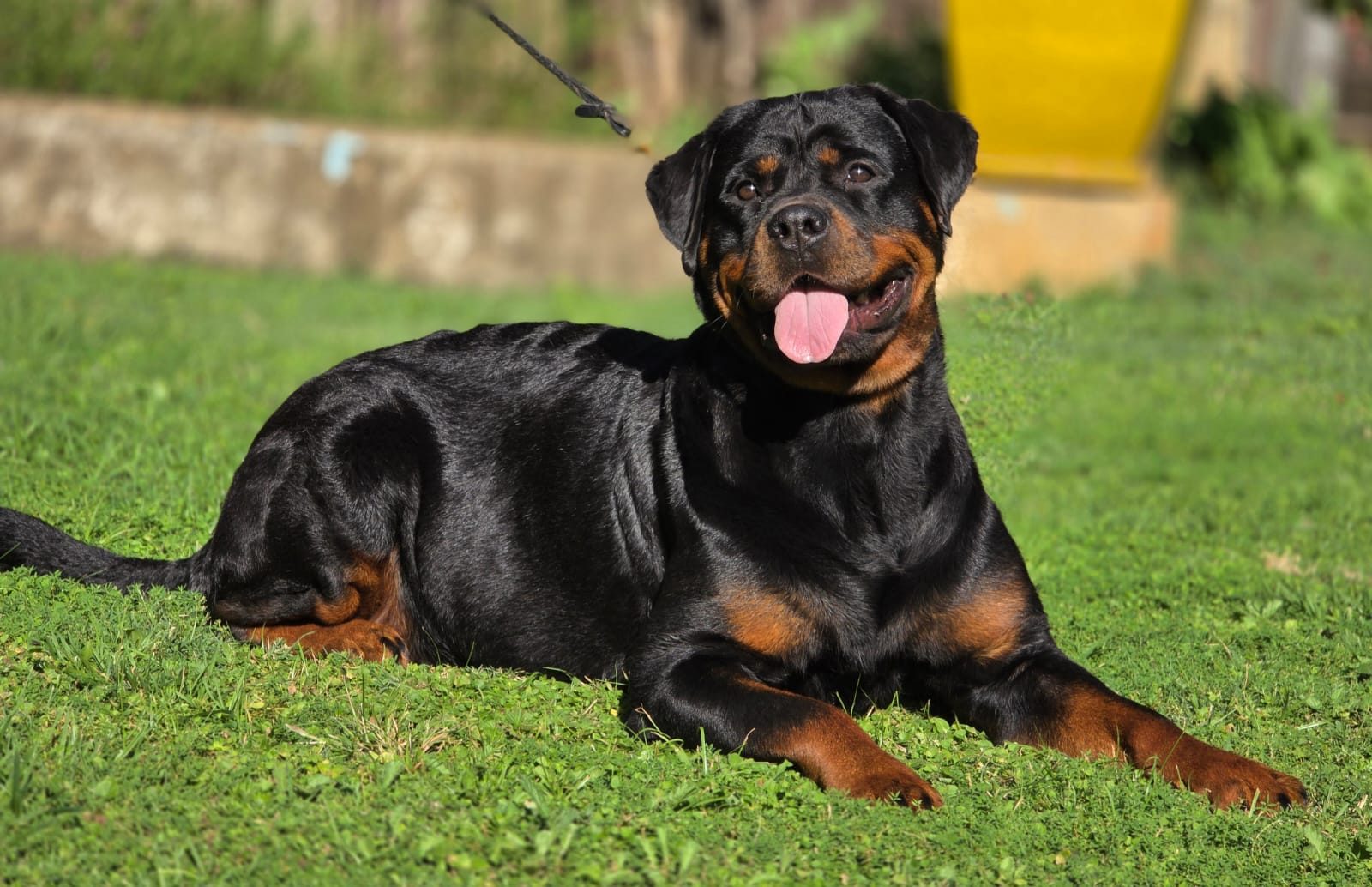 Craffenheim Astor – Craffenheim Rottweilers