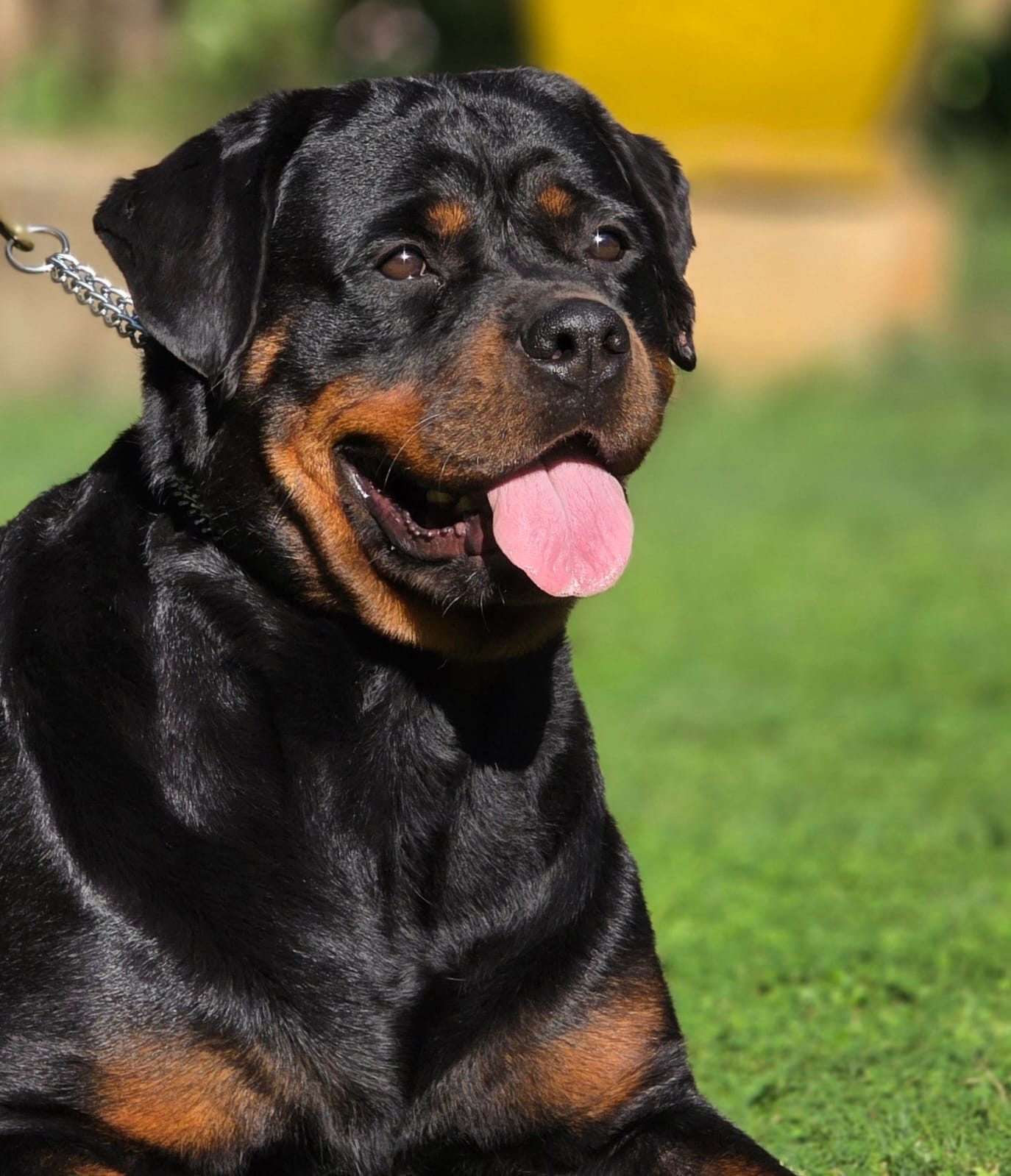 Craffenheim Astor – Craffenheim Rottweilers