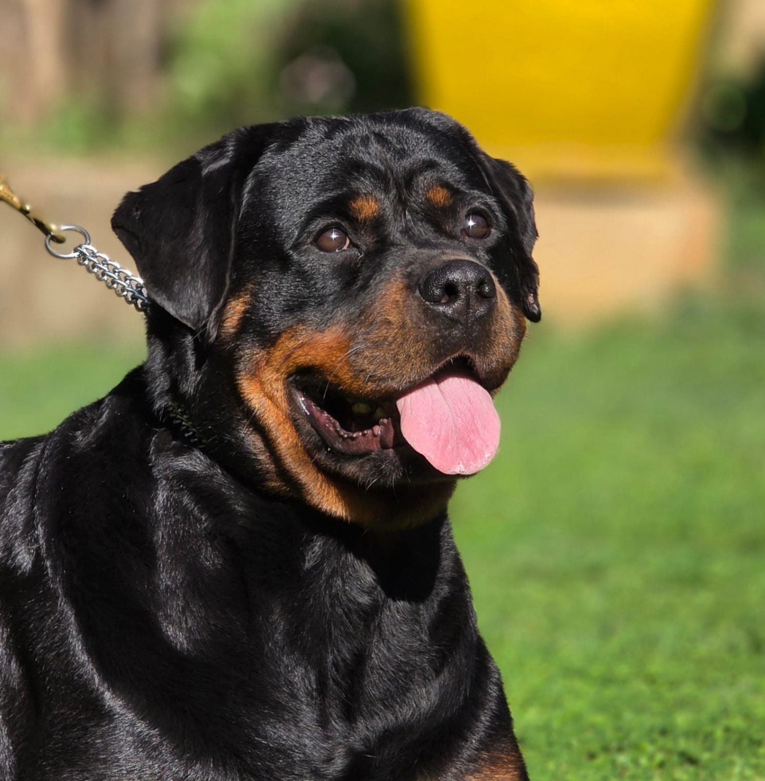 Craffenheim Astor – Craffenheim Rottweilers