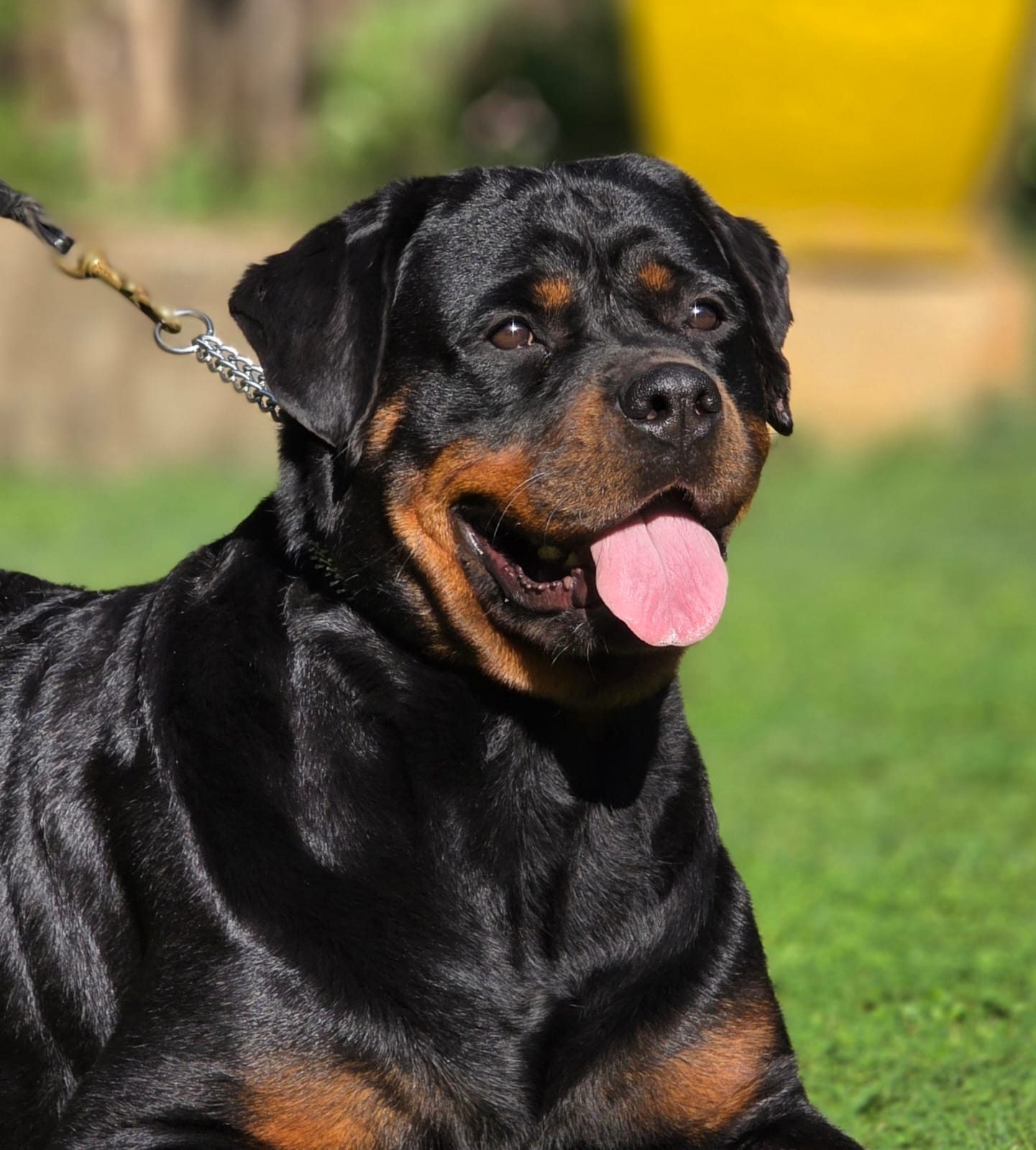 Craffenheim Astor – Craffenheim Rottweilers