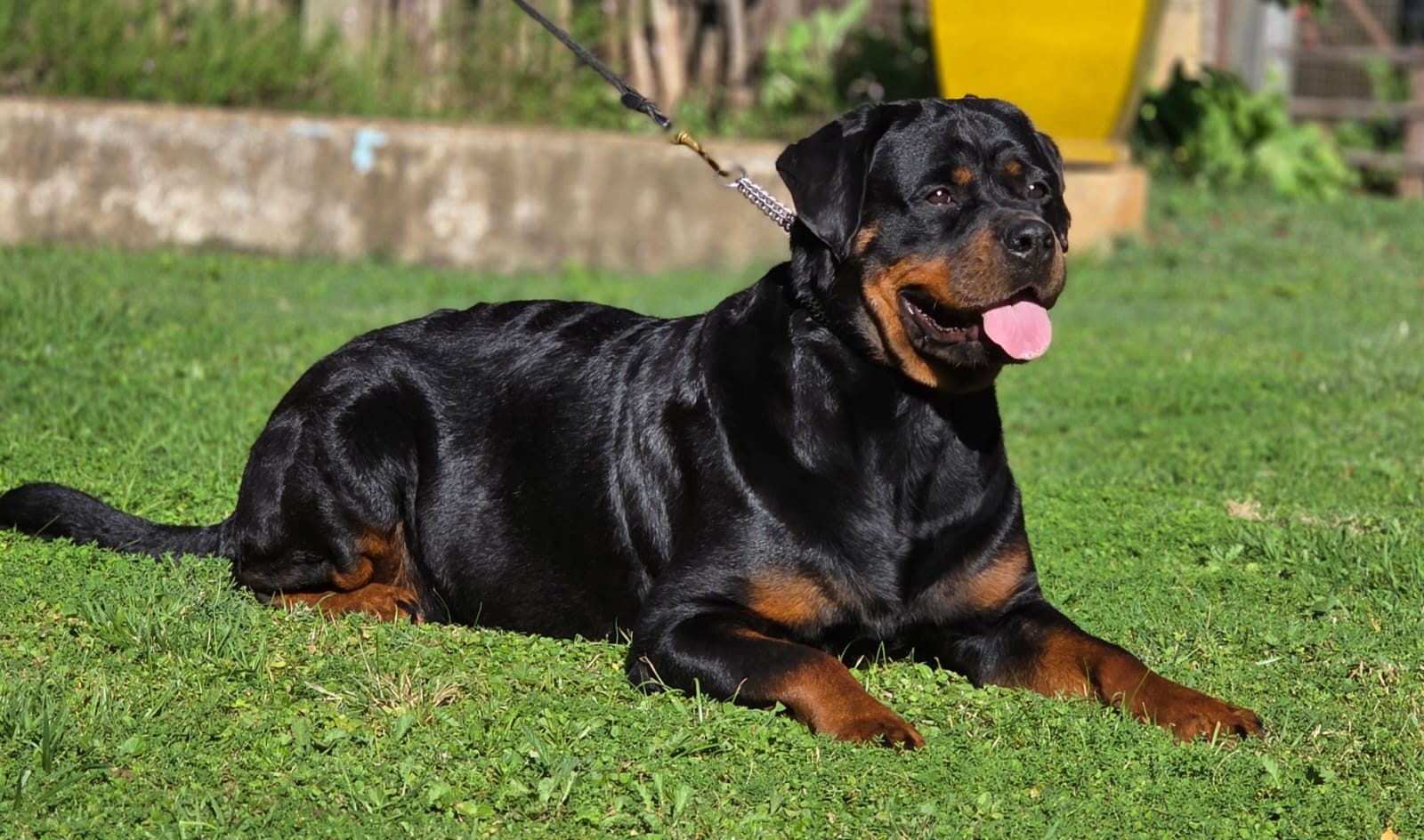 Craffenheim Astor – Craffenheim Rottweilers