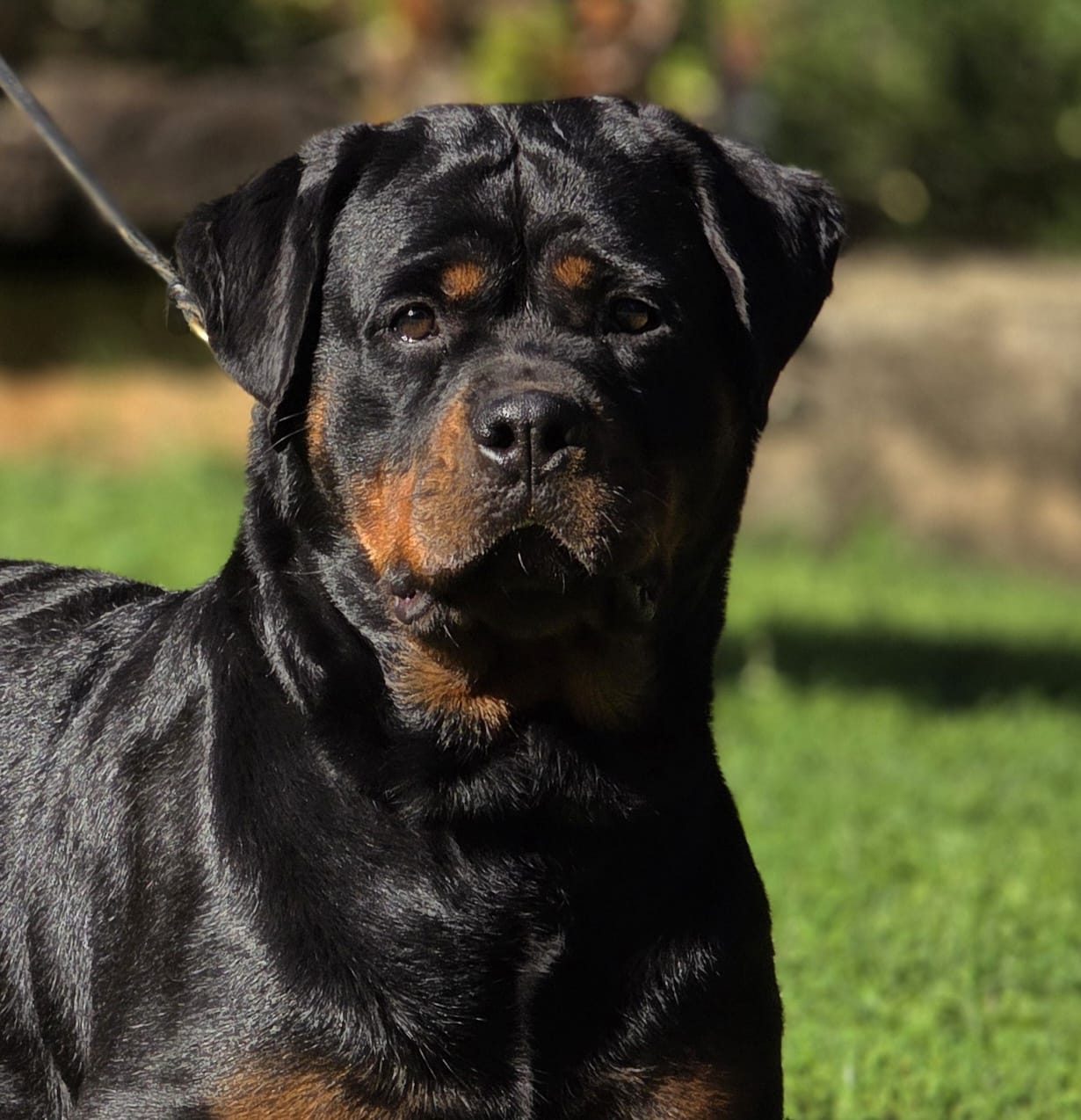 Craffenheim Astor – Craffenheim Rottweilers