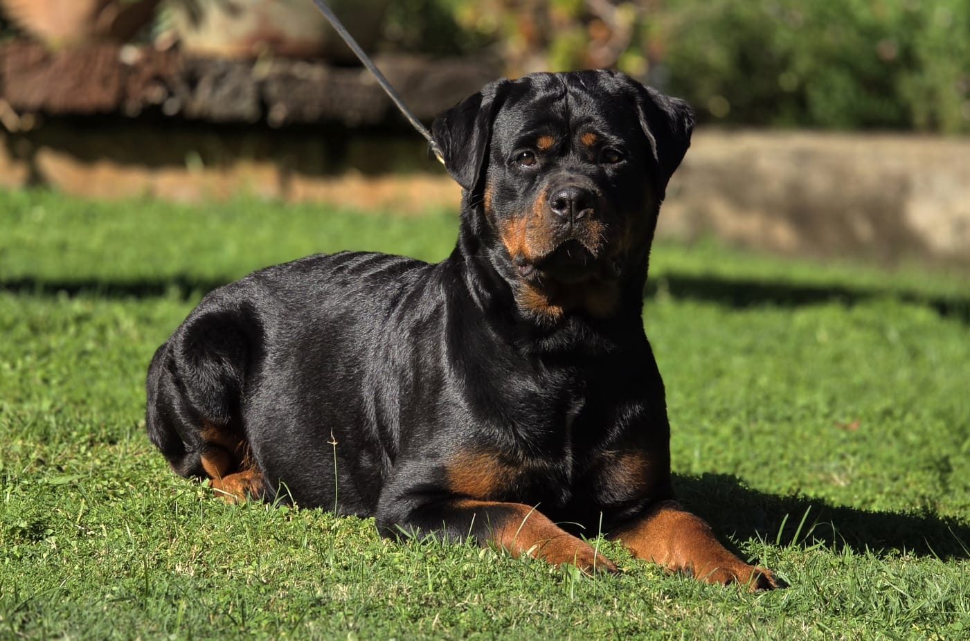 Craffenheim Astor – Craffenheim Rottweilers