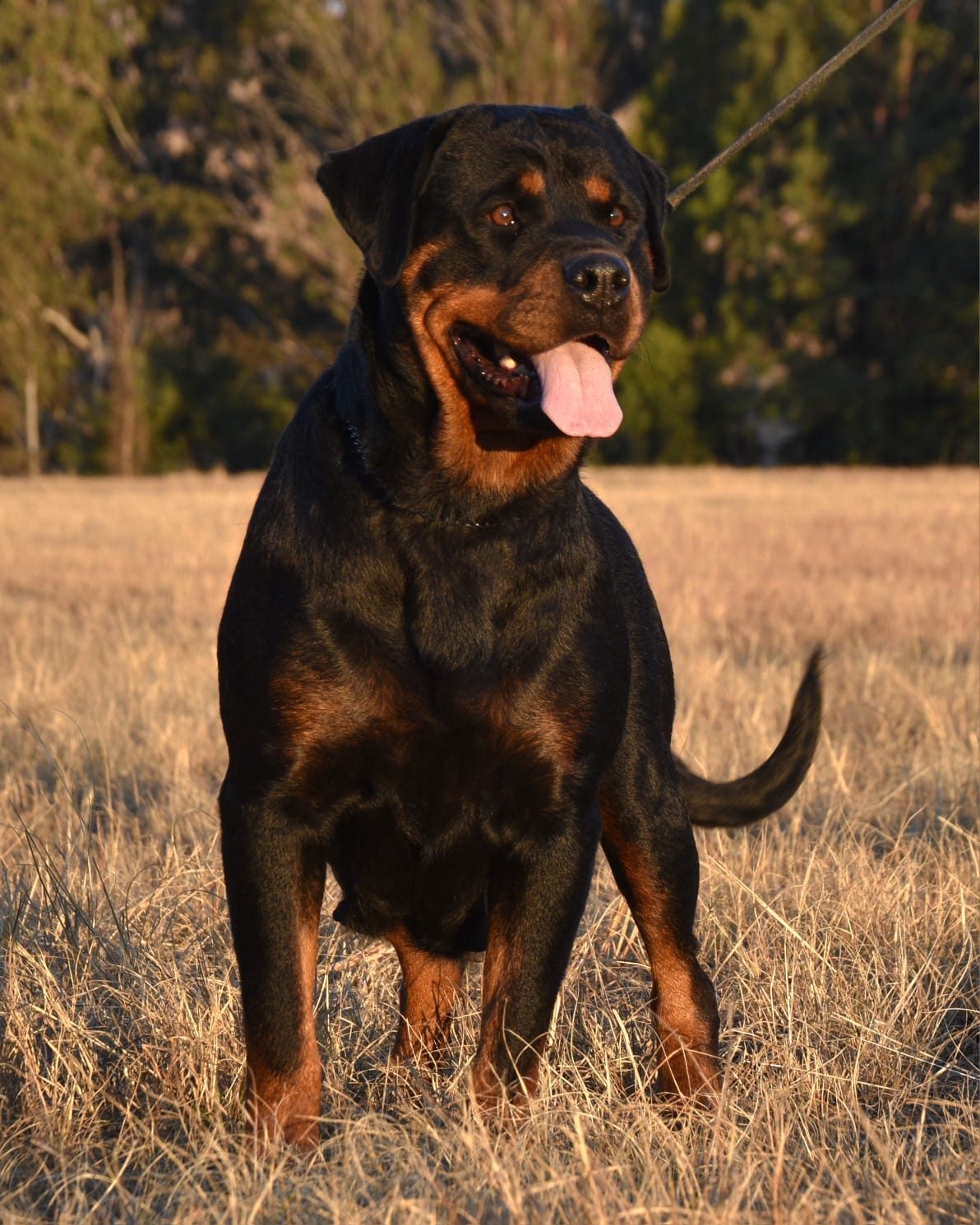 Craffenheim Bea – Craffenheim Rottweilers