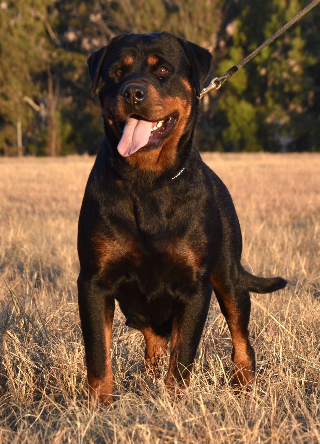 Craffenheim Bea – Craffenheim Rottweilers