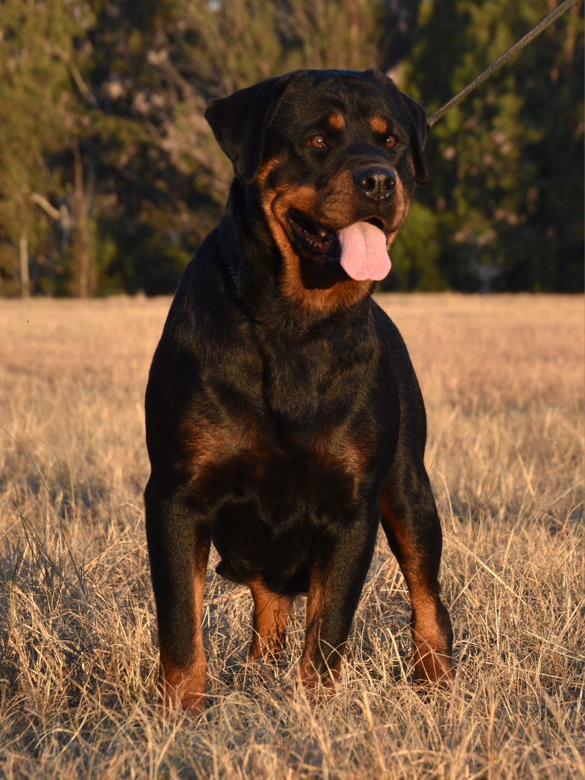 Craffenheim Bea – Craffenheim Rottweilers