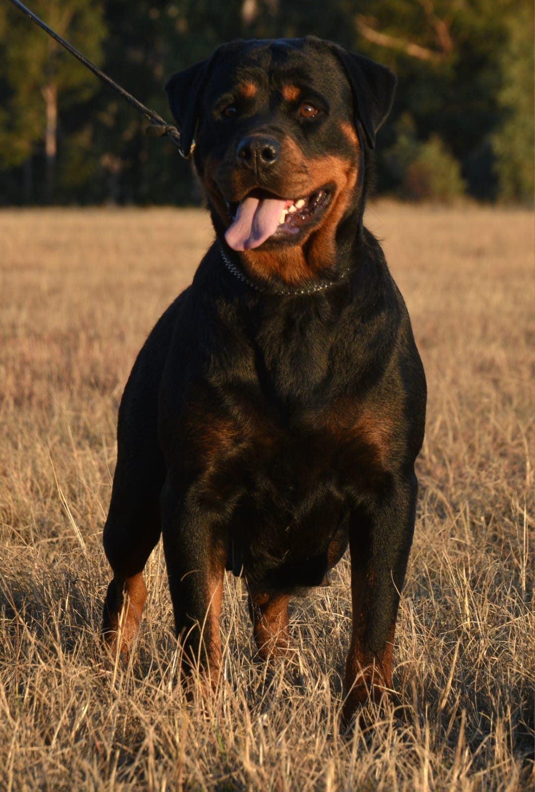 Craffenheim Bea – Craffenheim Rottweilers