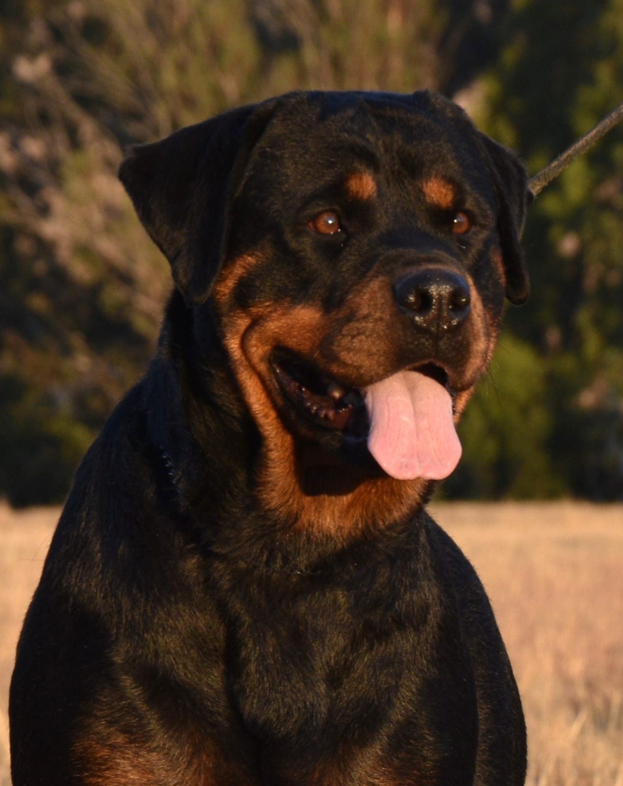 Craffenheim Bea – Craffenheim Rottweilers