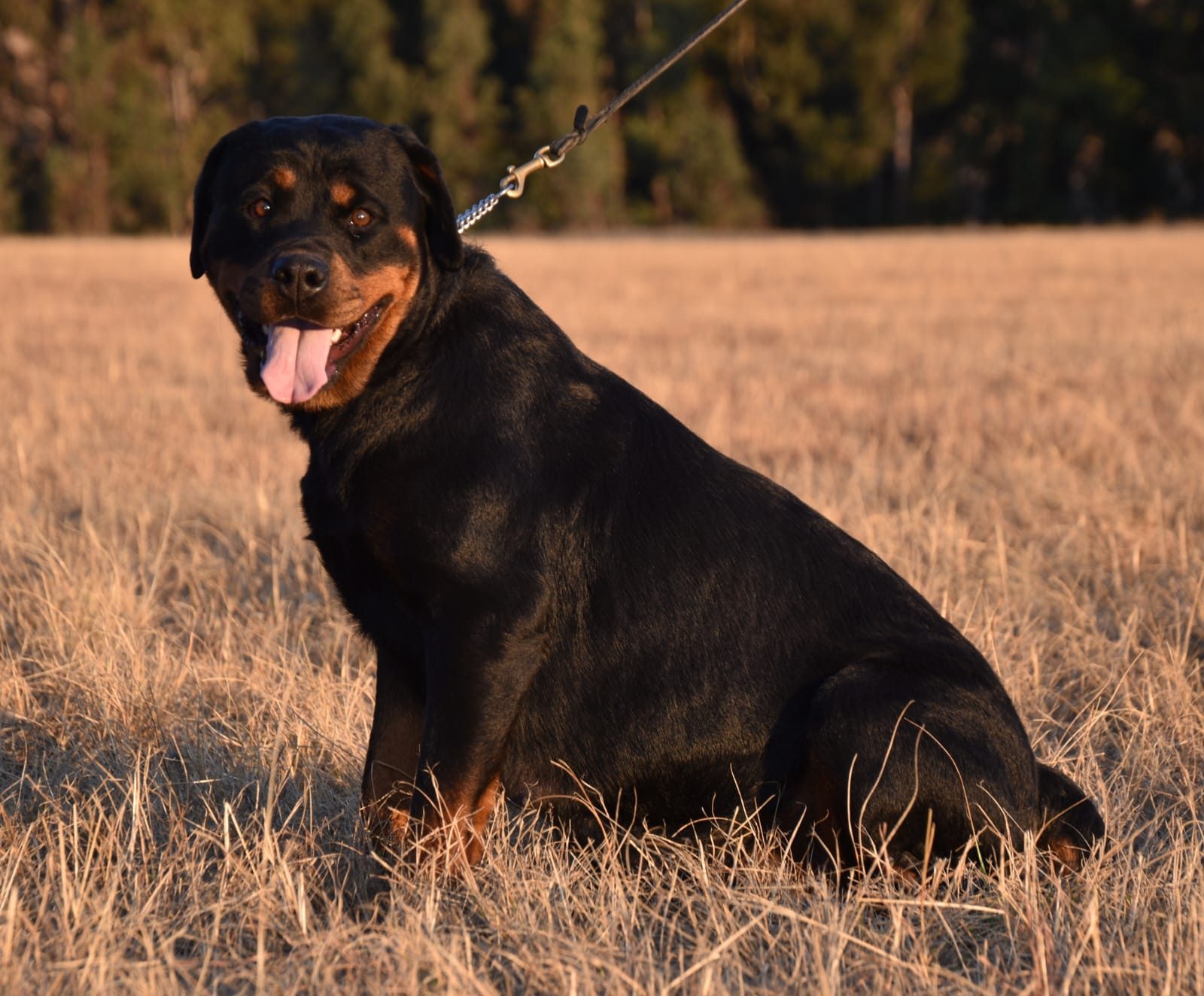 Craffenheim Bea – Craffenheim Rottweilers
