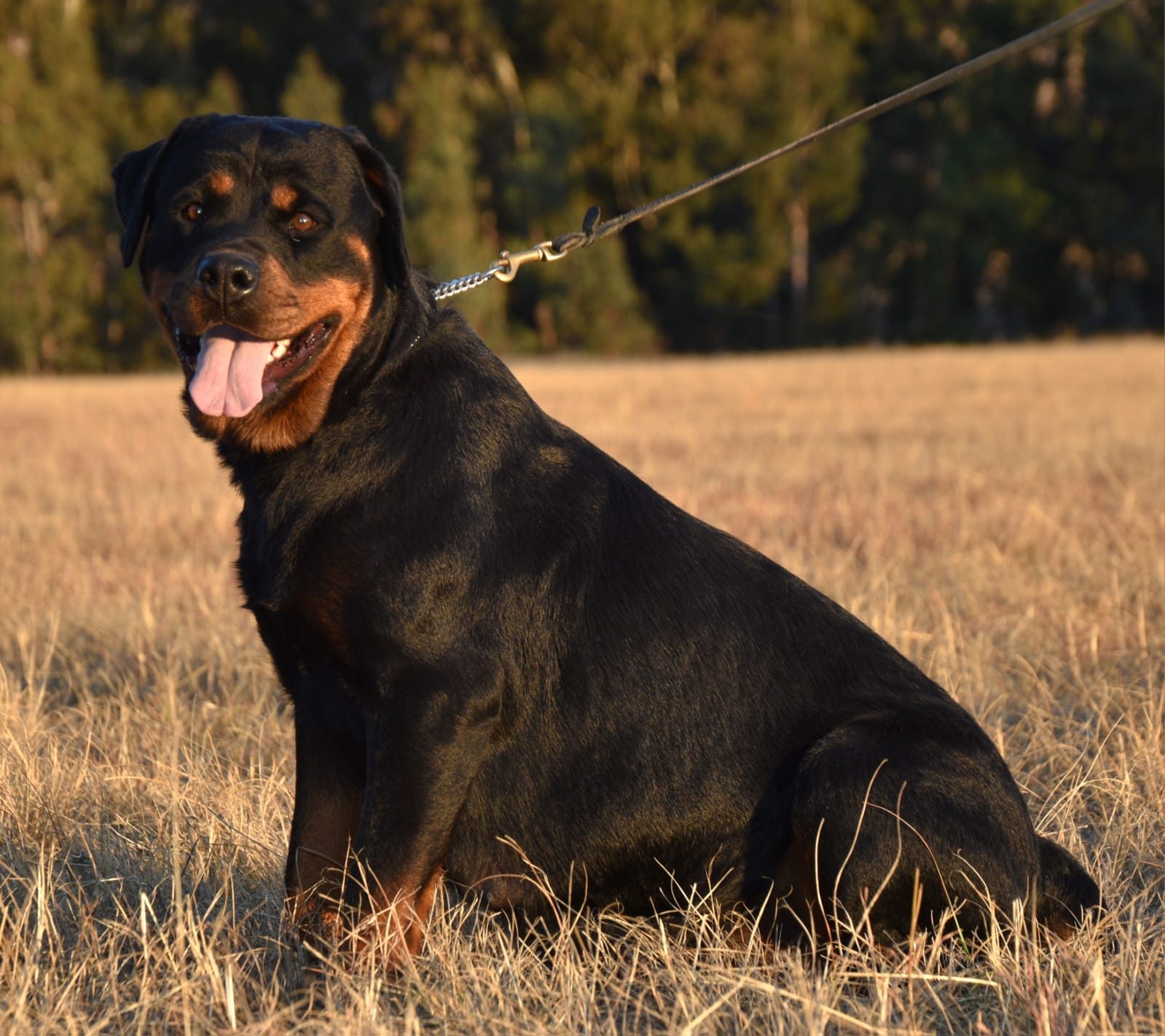 Craffenheim Bea – Craffenheim Rottweilers
