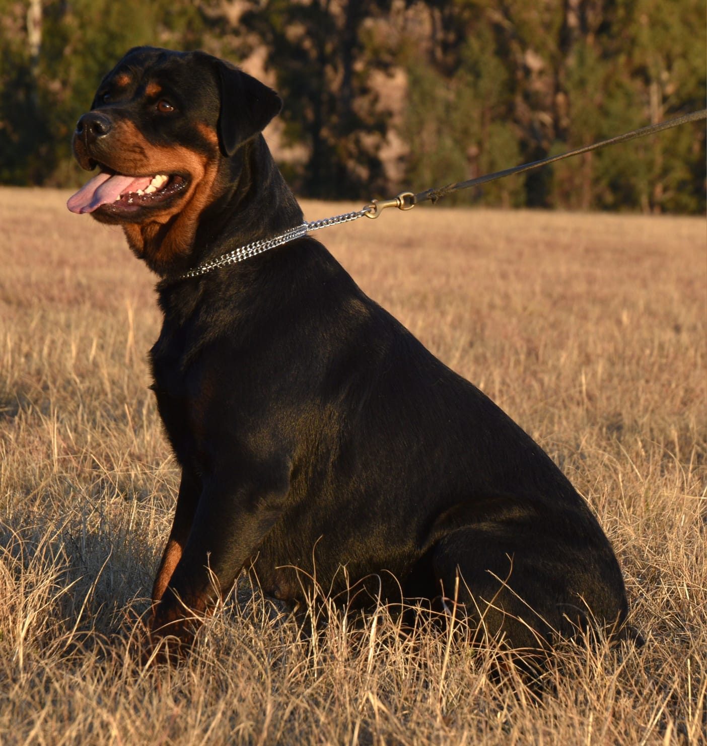 Craffenheim Bea – Craffenheim Rottweilers