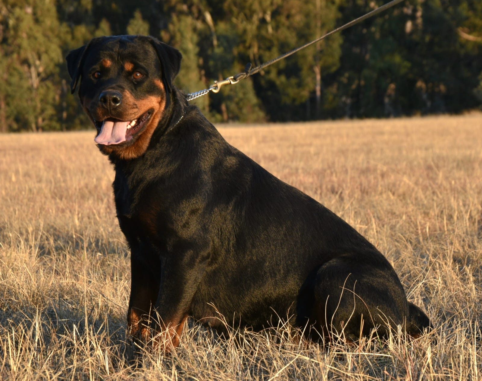 Craffenheim Bea – Craffenheim Rottweilers