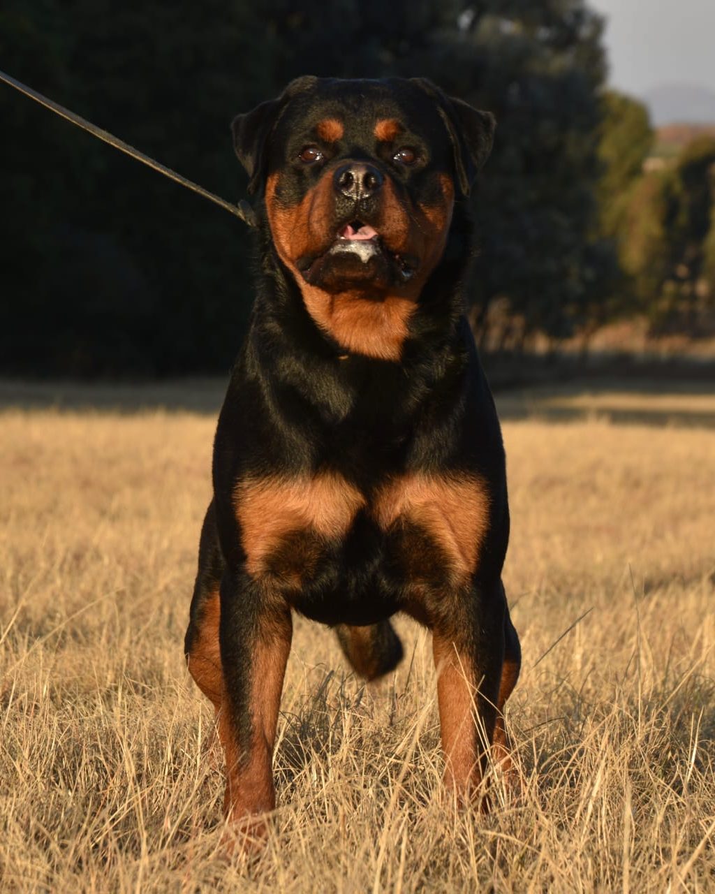 Craffenheim Felix Jones – Craffenheim Rottweilers