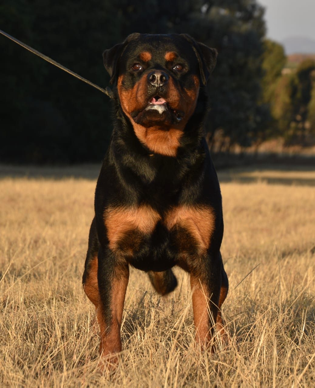 Craffenheim Felix Jones – Craffenheim Rottweilers