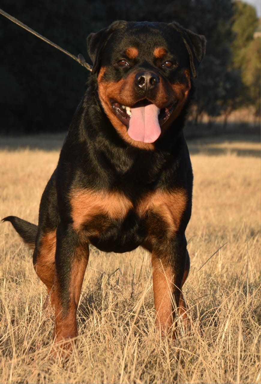 Craffenheim Felix Jones – Craffenheim Rottweilers