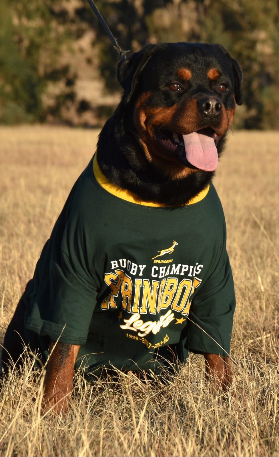 Craffenheim Felix Jones – Craffenheim Rottweilers