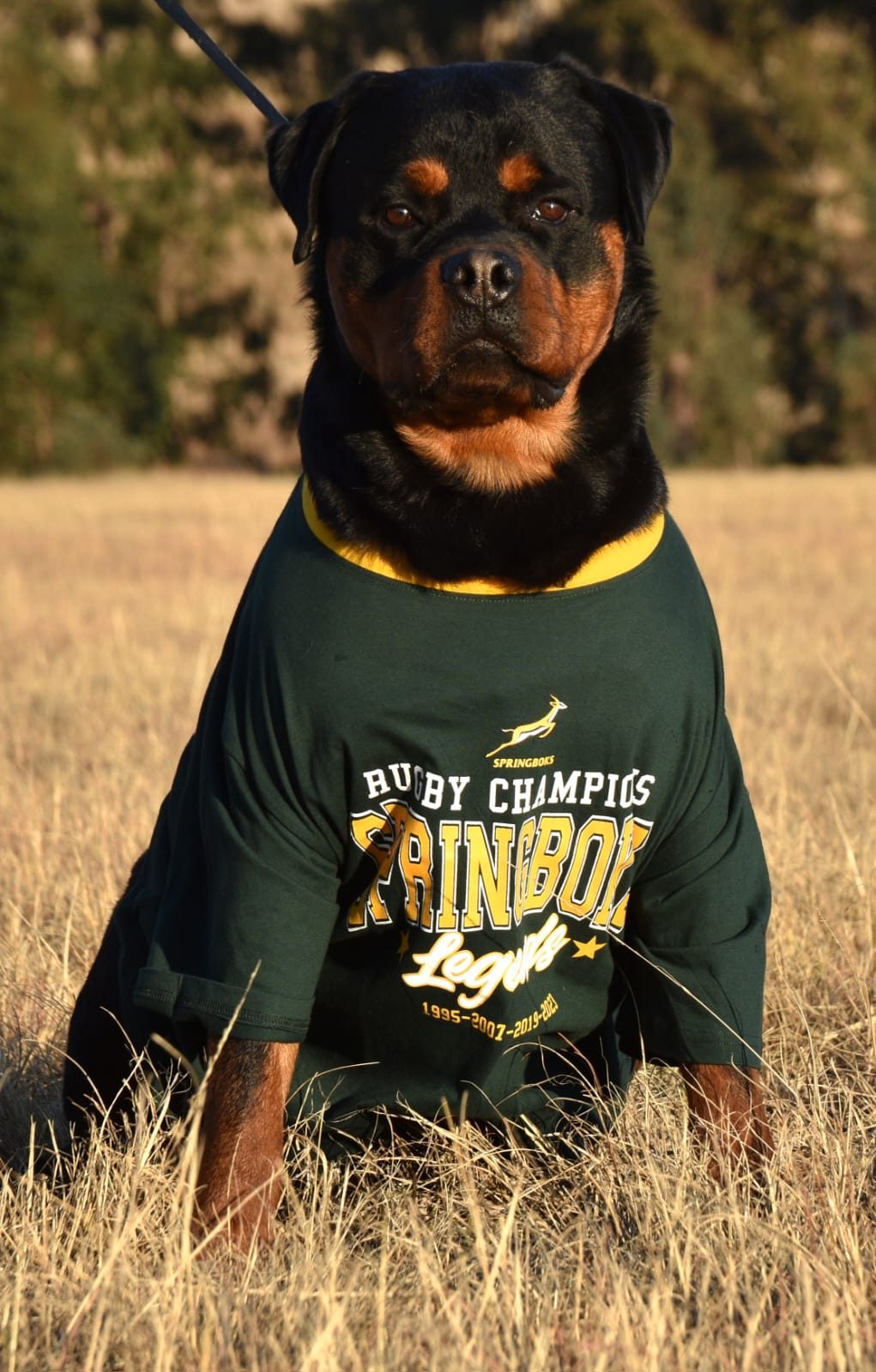 Craffenheim Felix Jones – Craffenheim Rottweilers