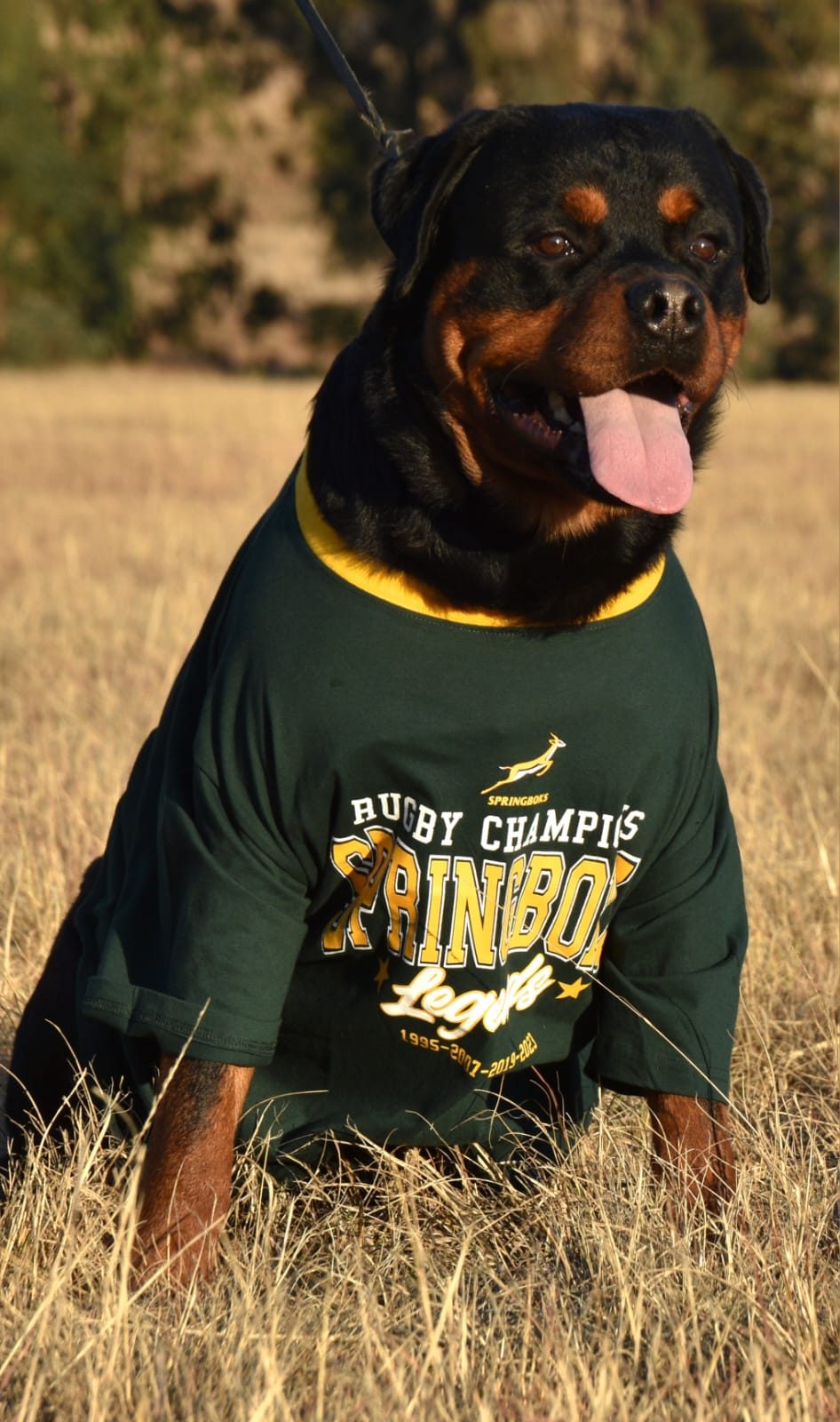 Craffenheim Felix Jones – Craffenheim Rottweilers