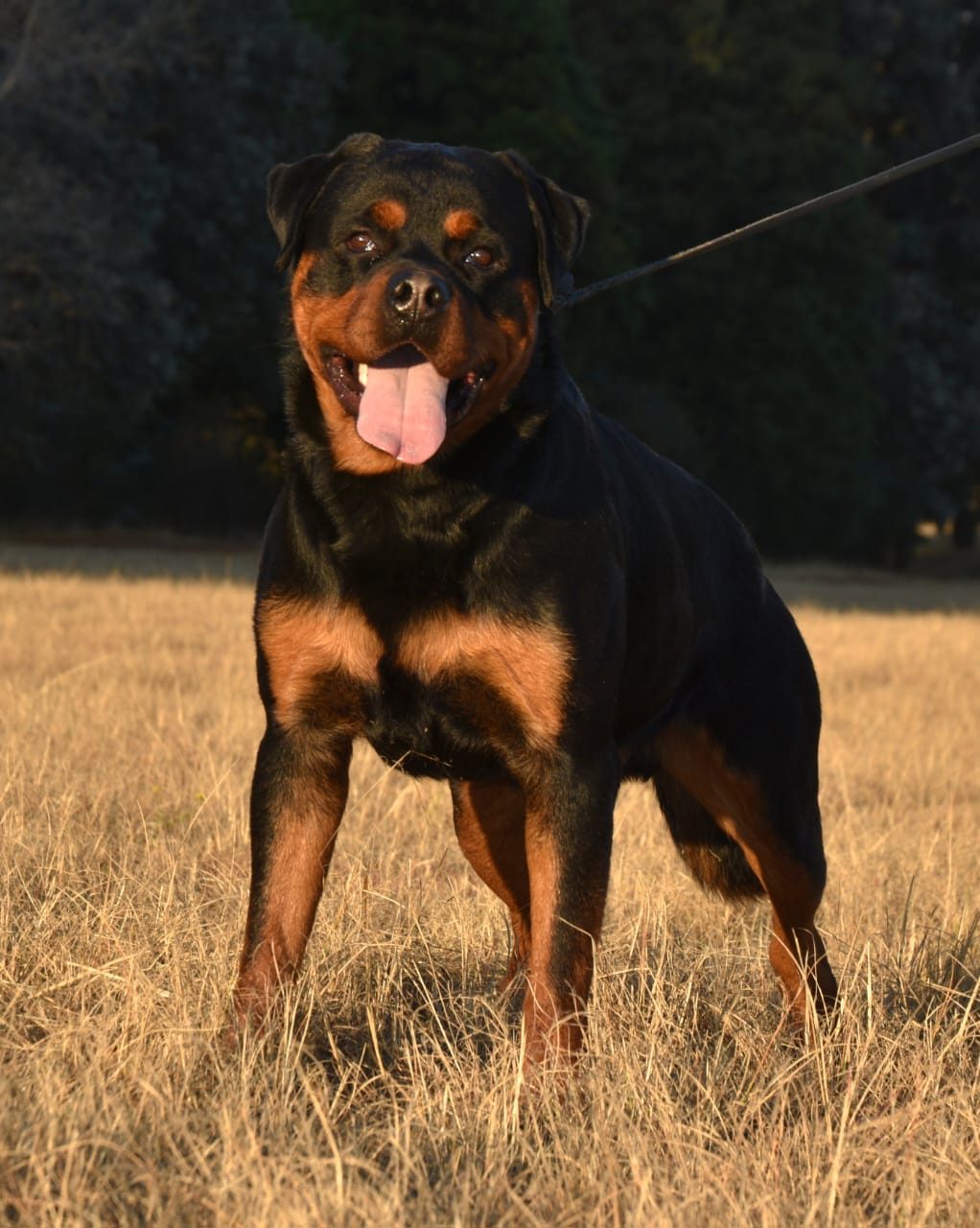 Craffenheim Felix Jones – Craffenheim Rottweilers