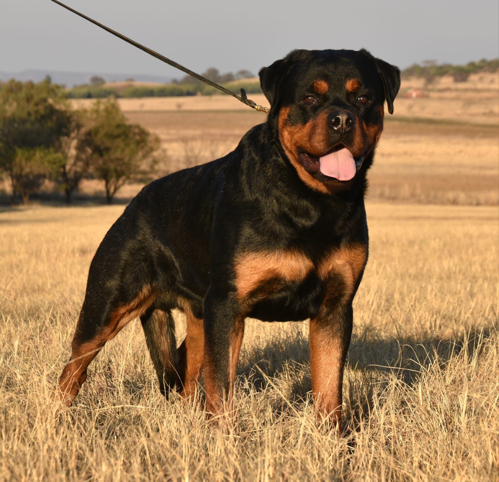Craffenheim Felix Jones – Craffenheim Rottweilers