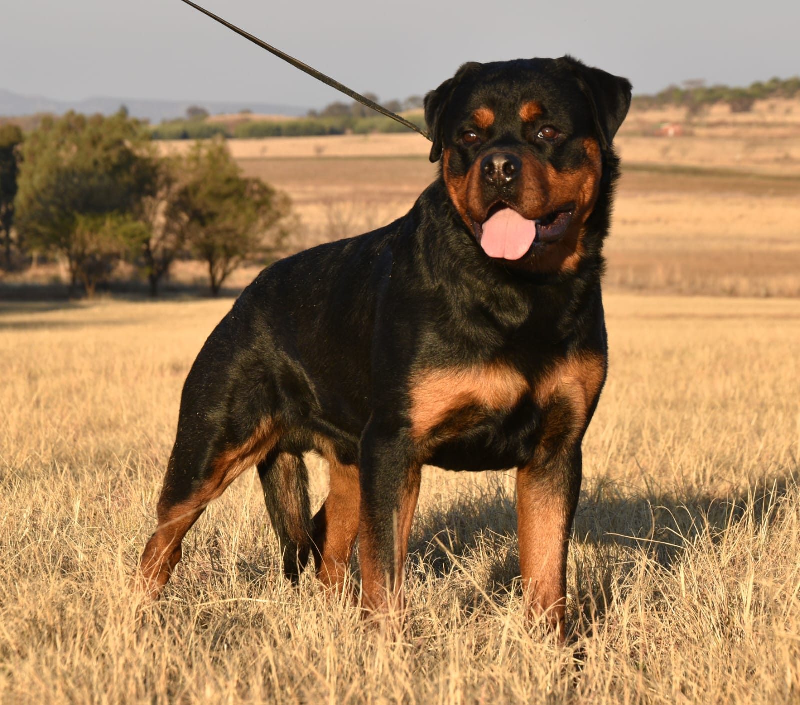 Craffenheim Felix Jones – Craffenheim Rottweilers