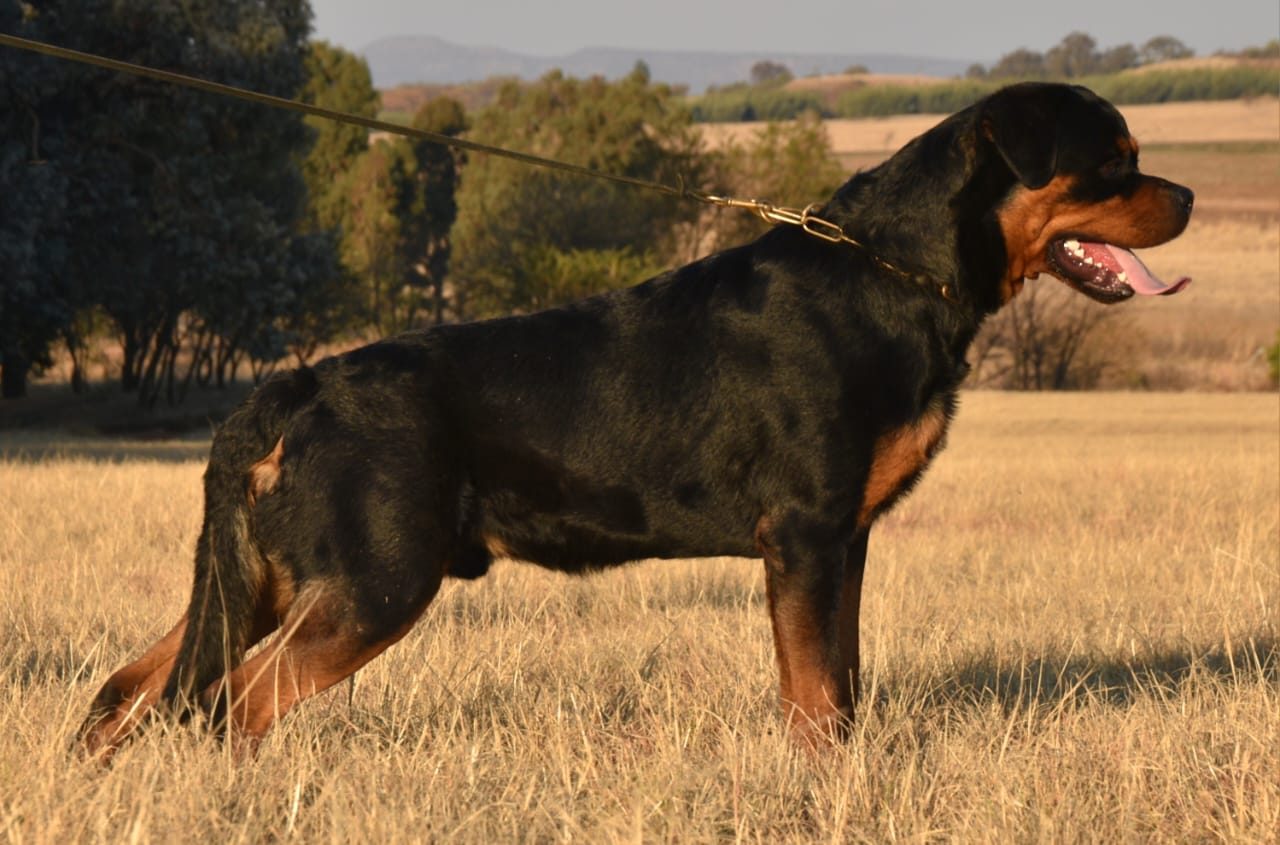 Craffenheim Felix Jones – Craffenheim Rottweilers