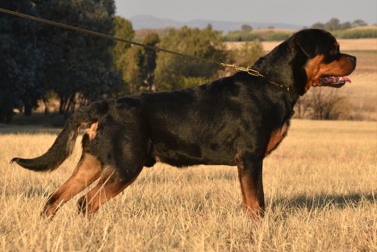 Craffenheim Felix Jones – Craffenheim Rottweilers