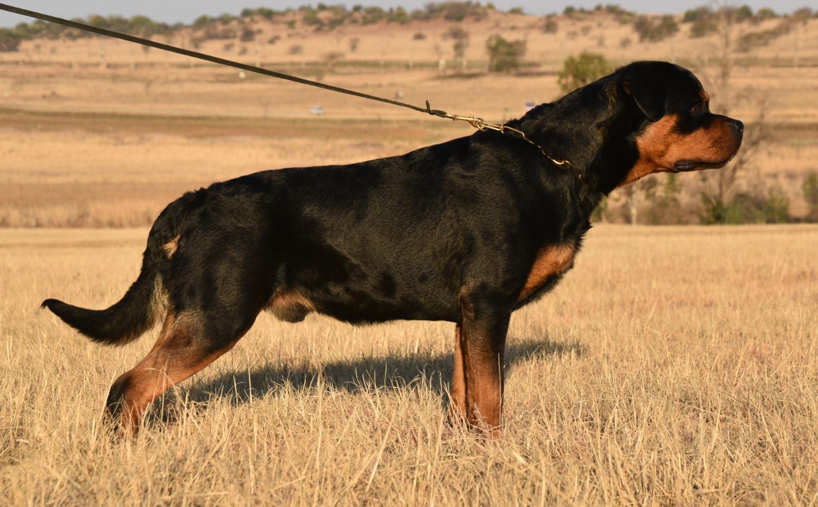 Craffenheim Felix Jones – Craffenheim Rottweilers