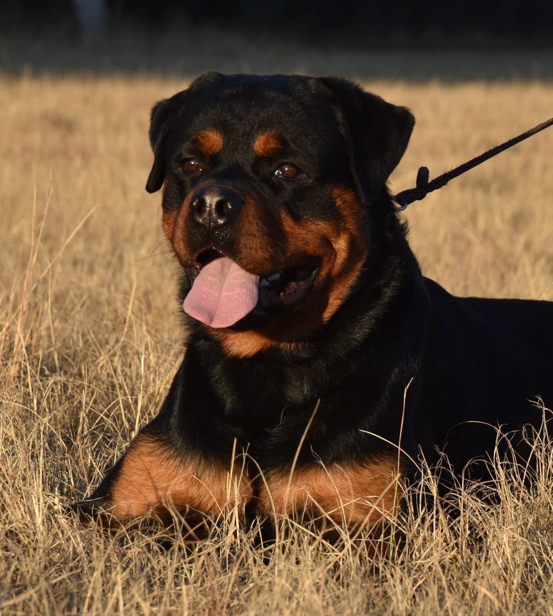 Craffenheim Felix Jones – Craffenheim Rottweilers