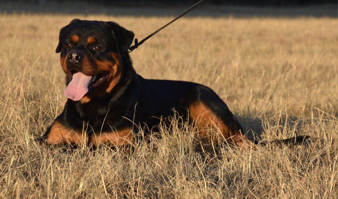 Craffenheim Felix Jones – Craffenheim Rottweilers