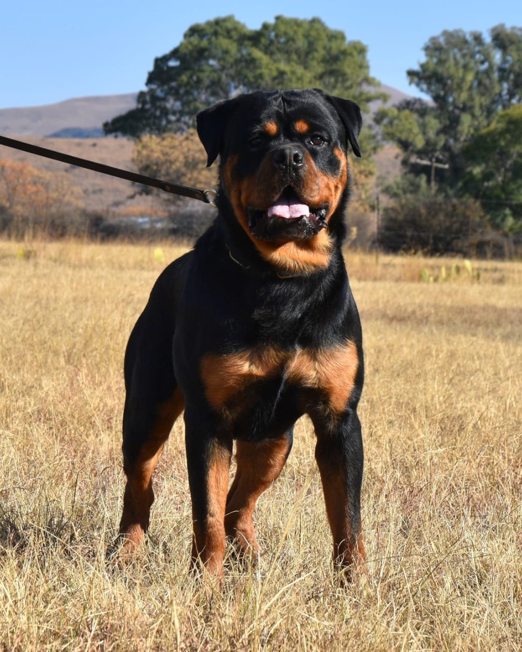 Craffenheim Jordan – Craffenheim Rottweilers