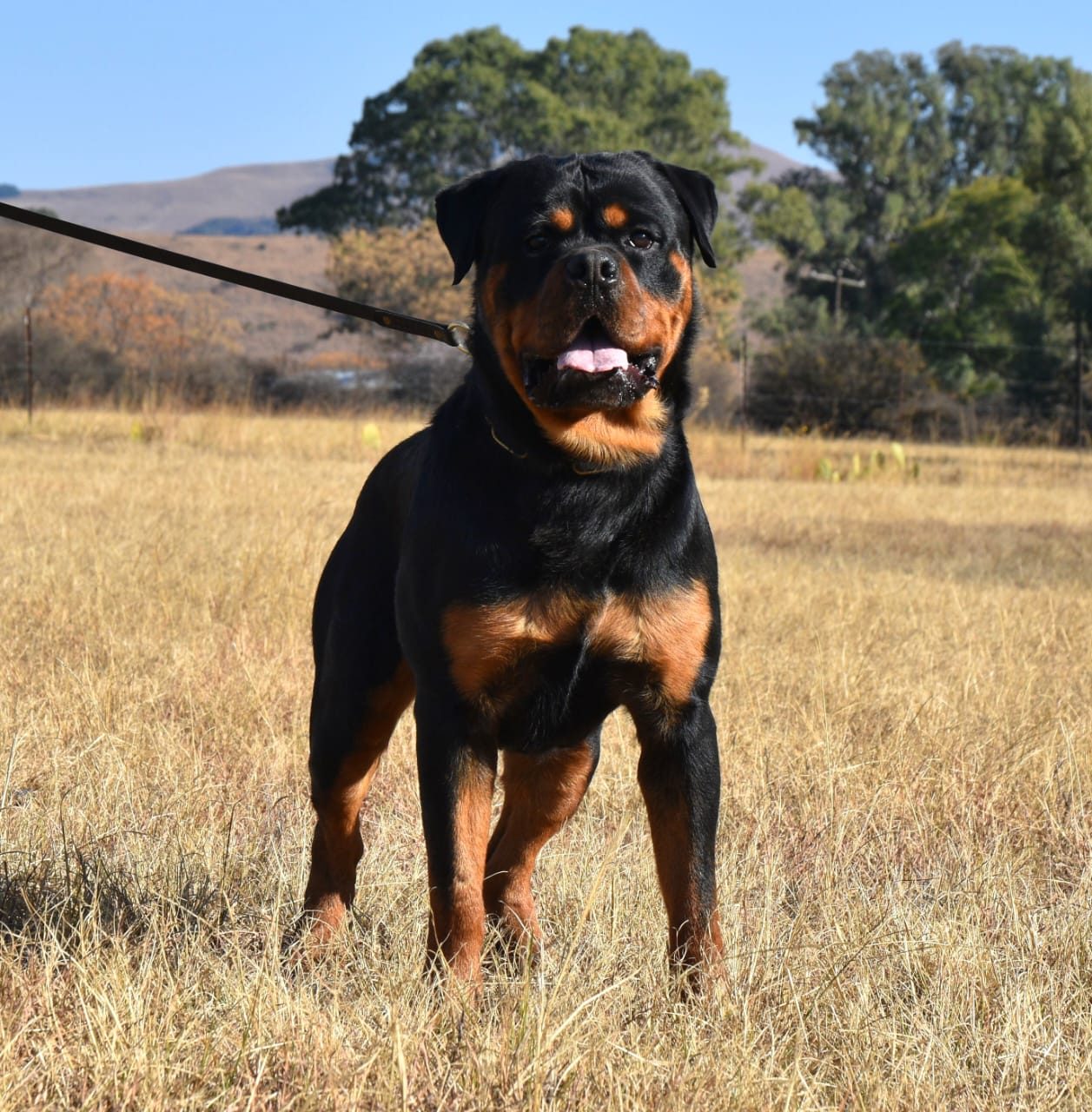 Craffenheim Jordan – Craffenheim Rottweilers