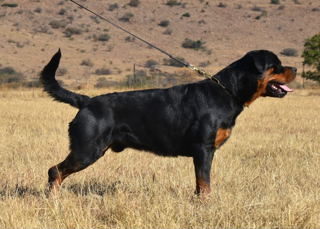 Craffenheim Jordan – Craffenheim Rottweilers