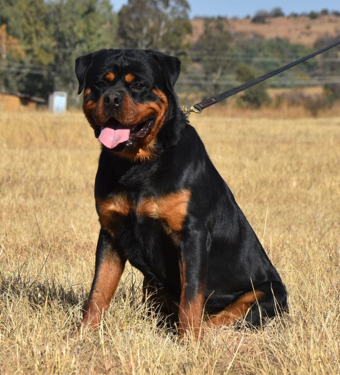 Craffenheim Jordan – Craffenheim Rottweilers