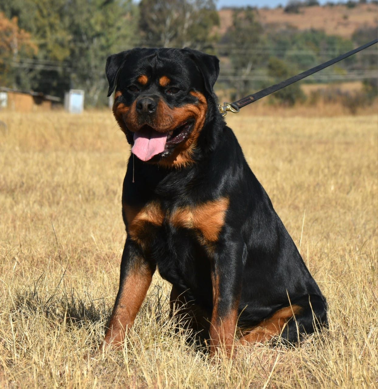Craffenheim Jordan – Craffenheim Rottweilers
