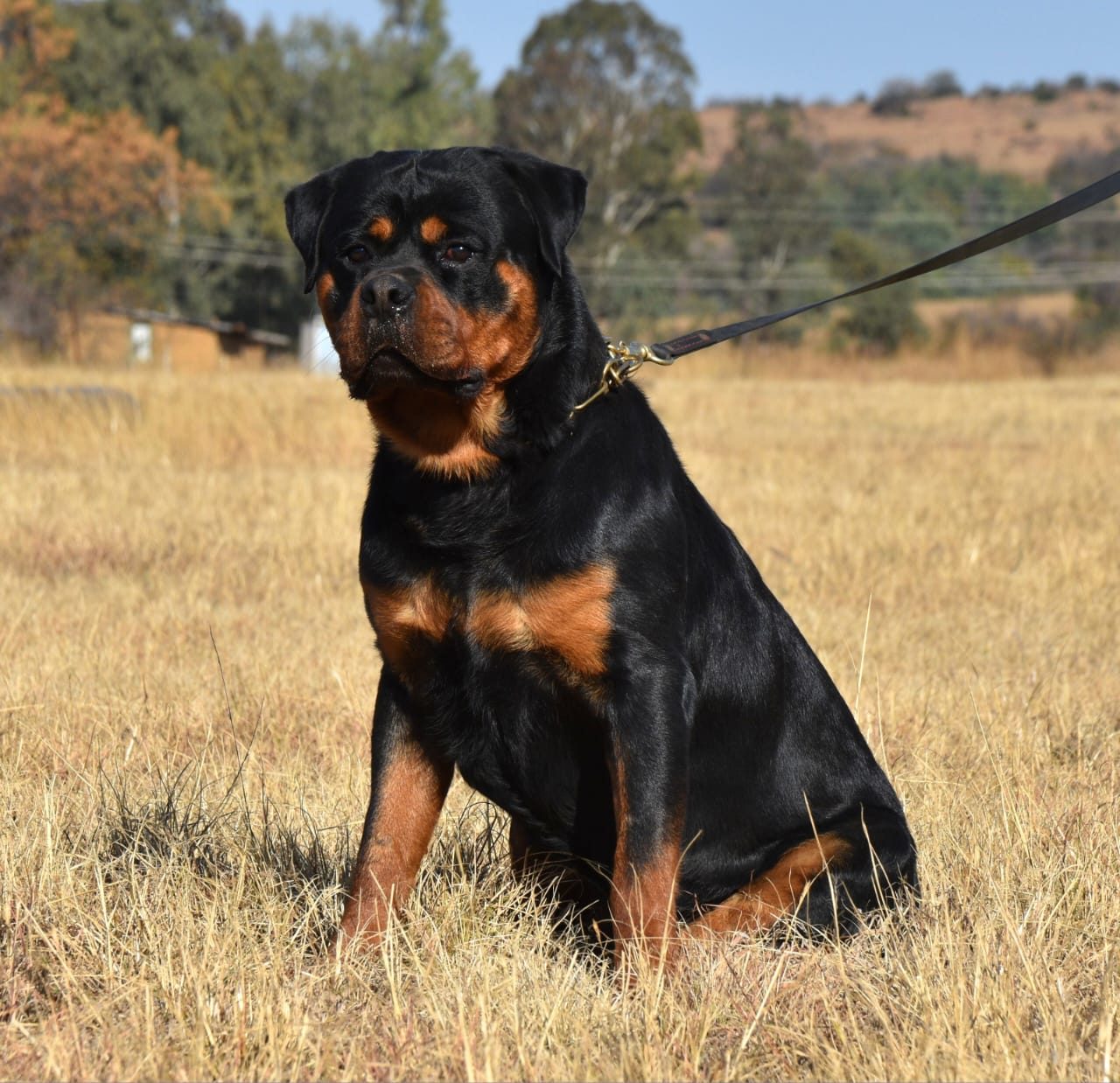 Craffenheim Jordan – Craffenheim Rottweilers