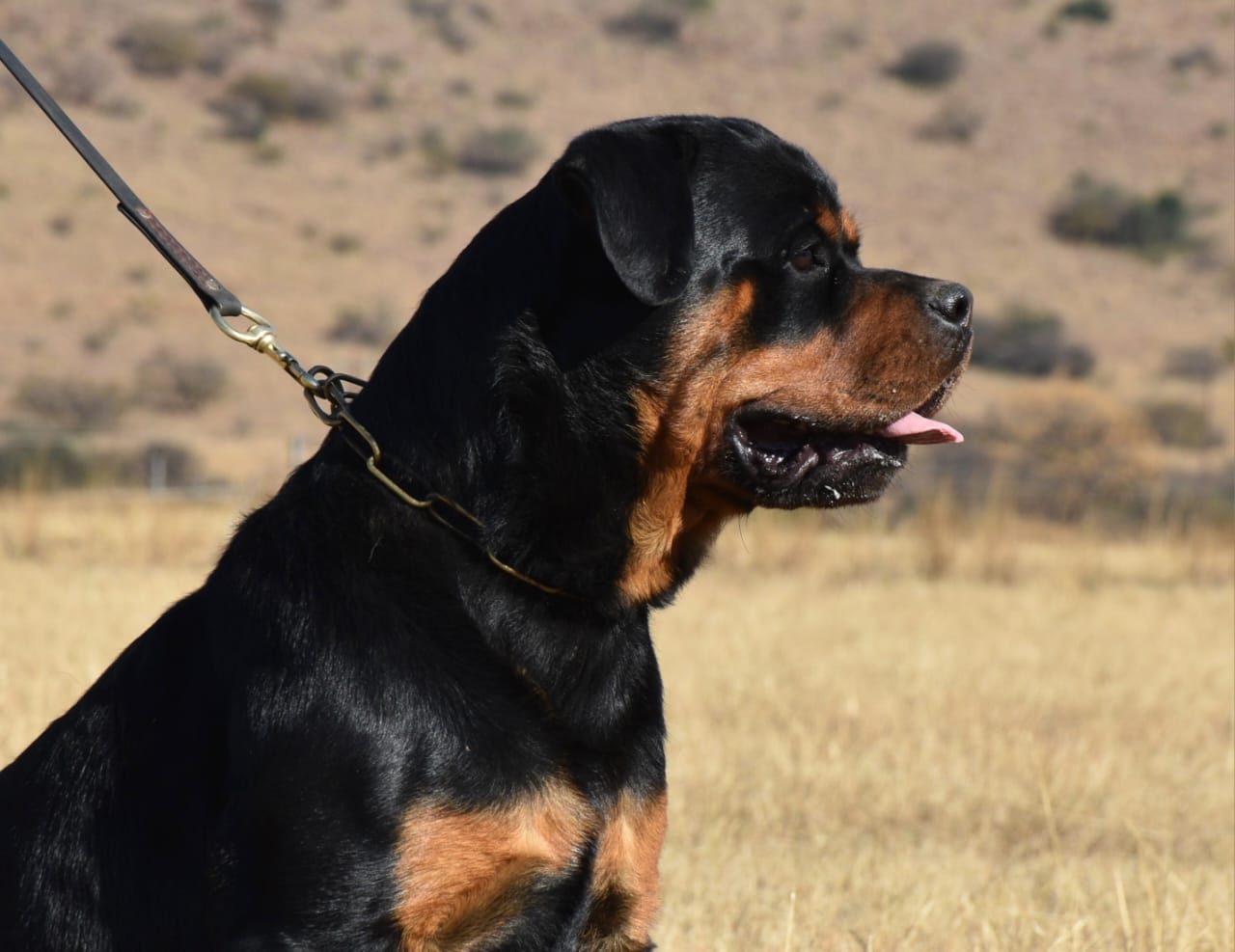 Craffenheim Jordan – Craffenheim Rottweilers