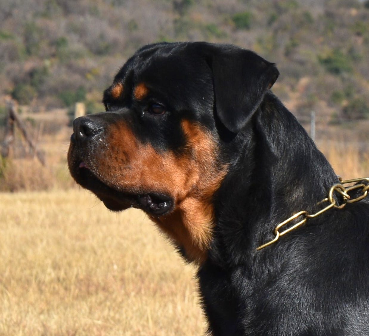 Craffenheim Jordan – Craffenheim Rottweilers