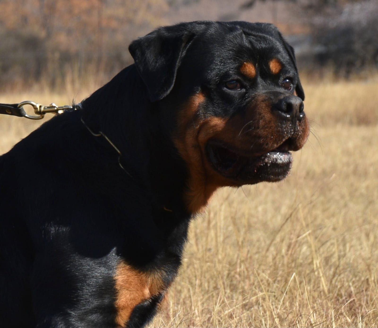 Craffenheim Jordan – Craffenheim Rottweilers