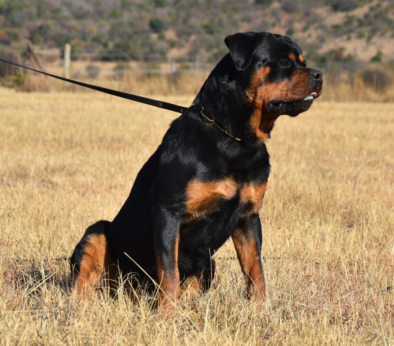 Craffenheim Jordan – Craffenheim Rottweilers