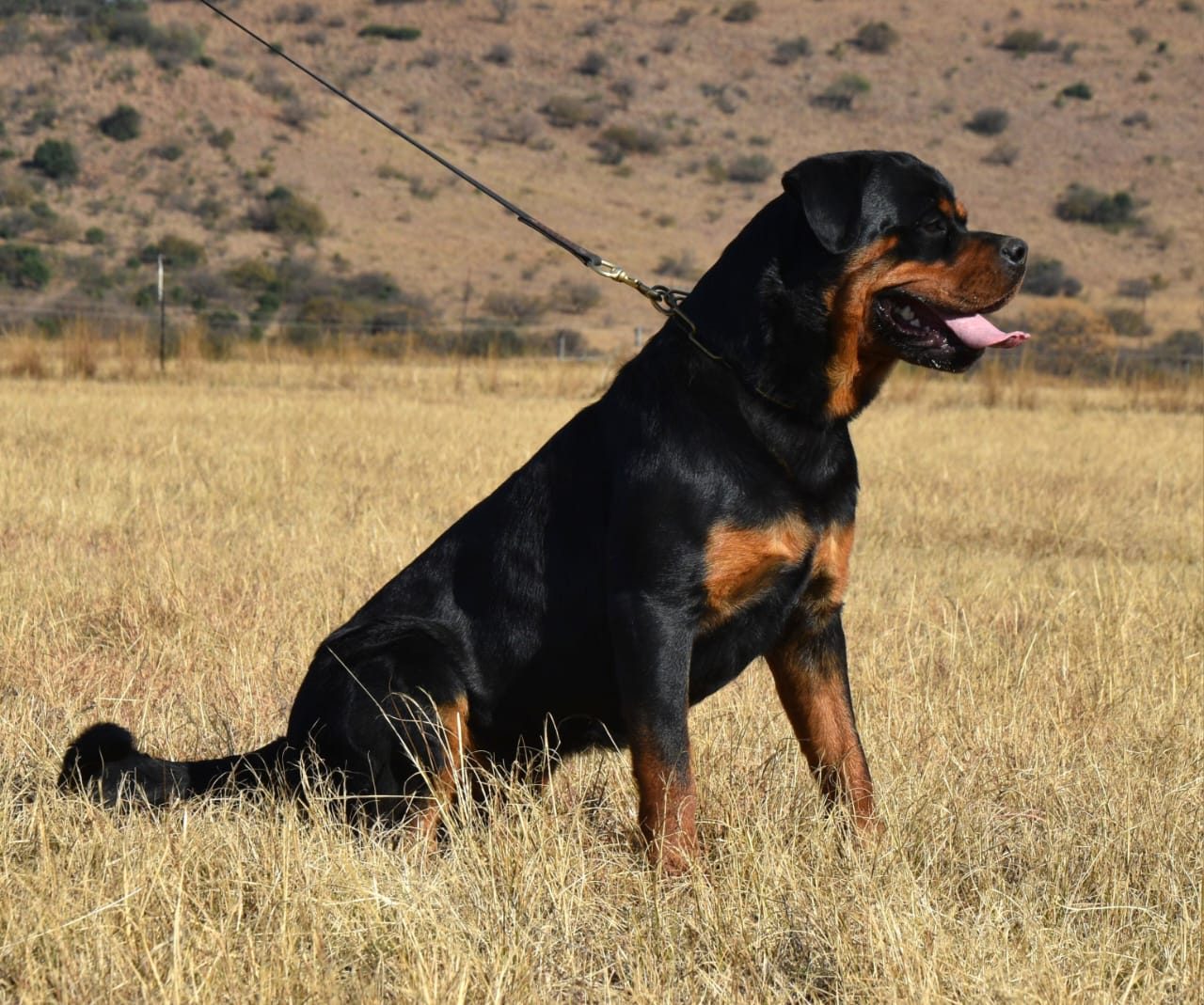 Craffenheim Jordan – Craffenheim Rottweilers