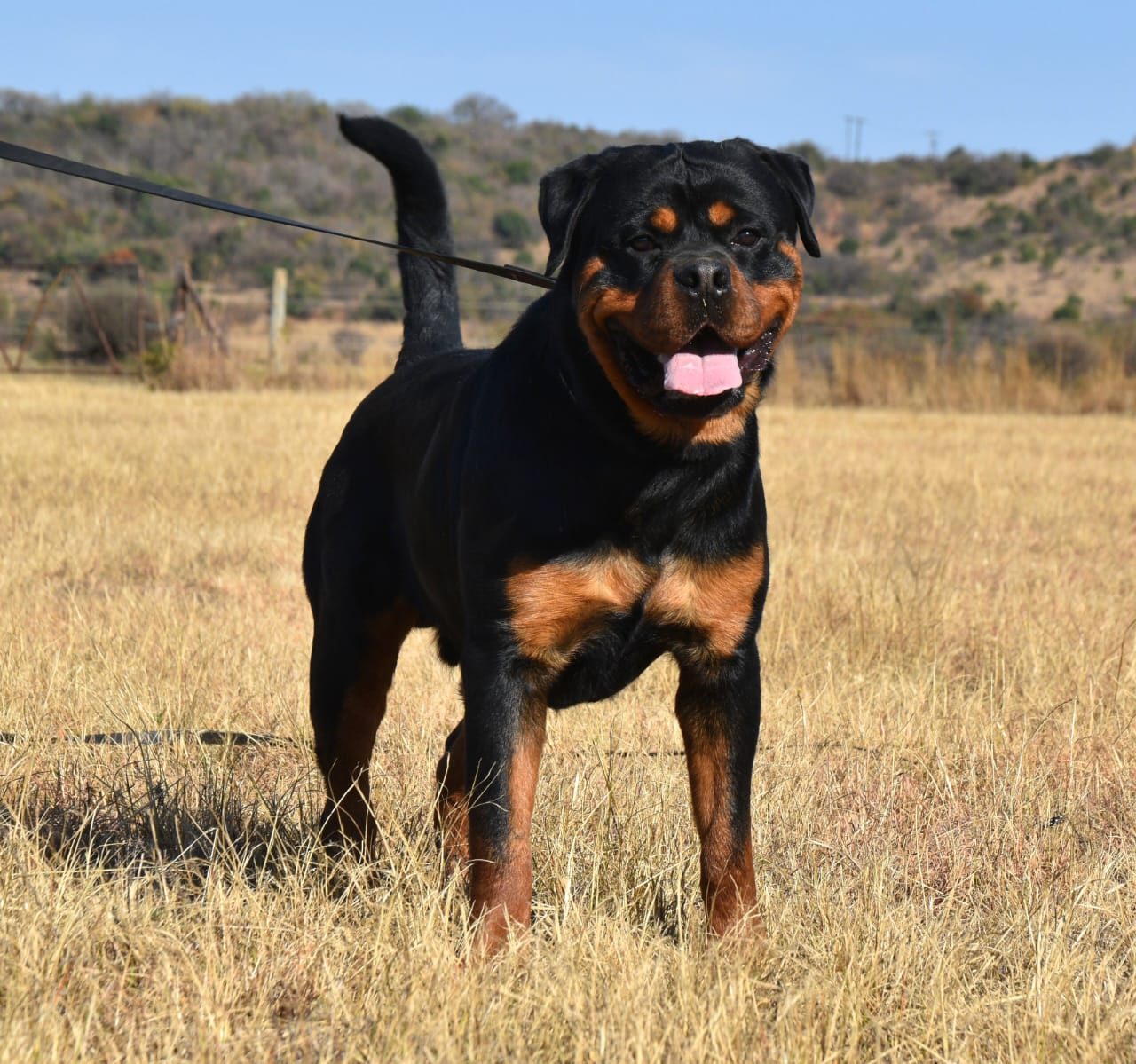 Craffenheim Jordan – Craffenheim Rottweilers