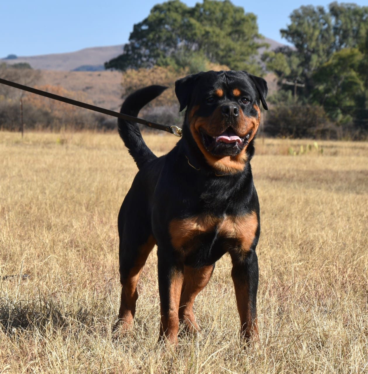 Craffenheim Jordan – Craffenheim Rottweilers