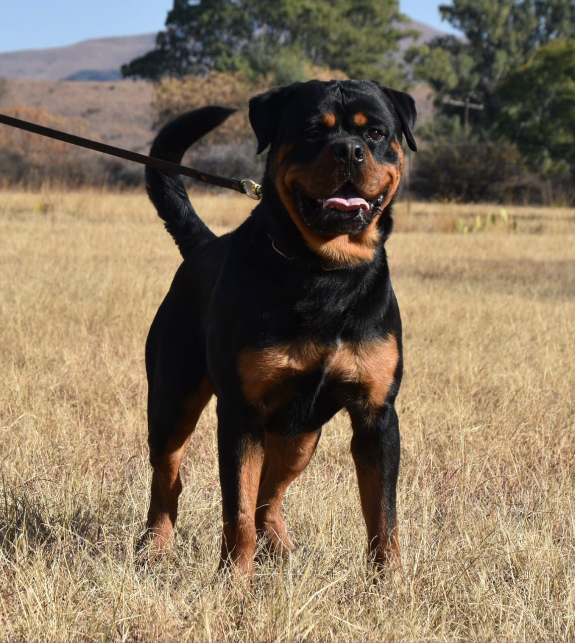 Craffenheim Jordan – Craffenheim Rottweilers