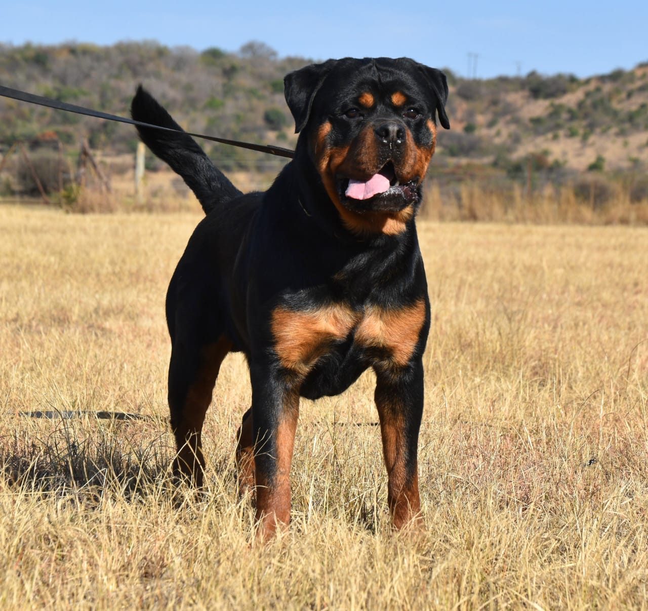 Craffenheim Jordan – Craffenheim Rottweilers